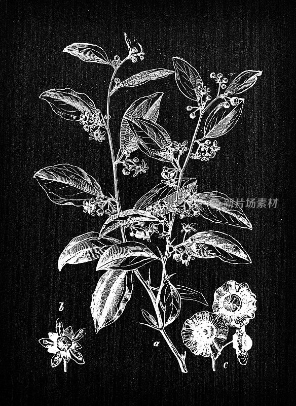 植物学植物古董雕刻插画:Paliurus spina-christi(耶路撒冷刺、花环刺、基督刺、荆棘冠)